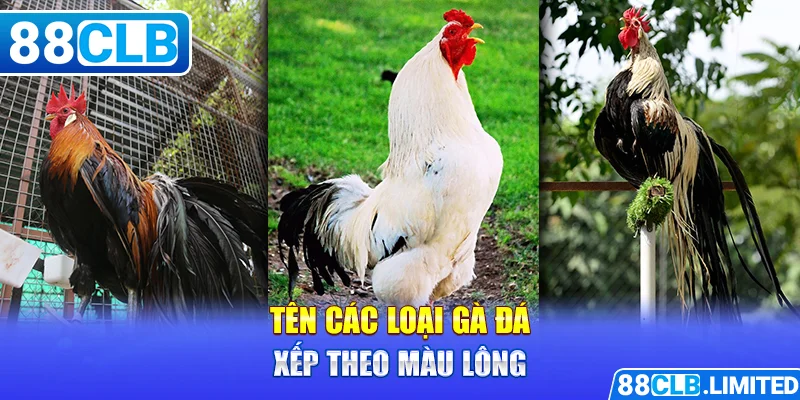 Tên Các Loại Gà Đá - Kiến Thức Cơ Bản Của Sư kê 88CLB