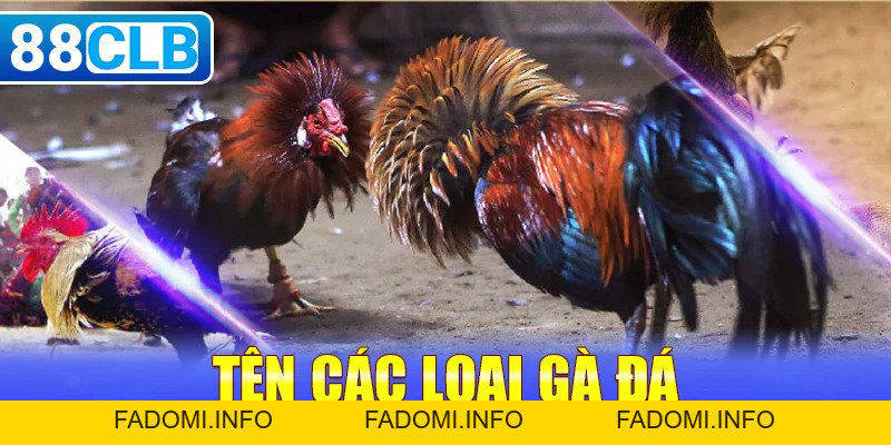 Thiên Đường Đá Gà 88CLB Trực Tiếp Thomo | Mộc Hóa | Dakpuer