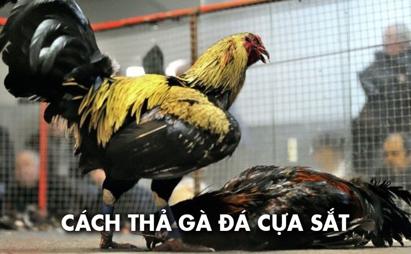 Tin tức đá gà hôm nay cập nhật kiến thức hay về bộ môn đá gà