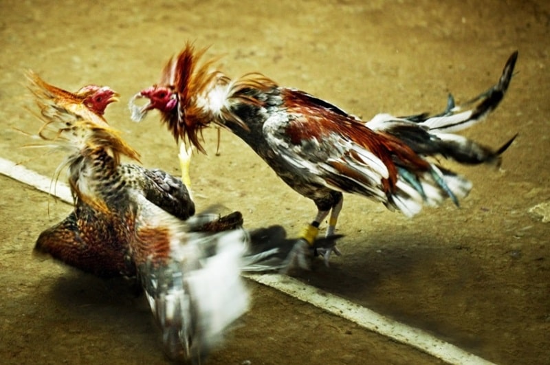 Sư kê hướng dẫn cách thả gà đá cựa sắt đúng chuẩn