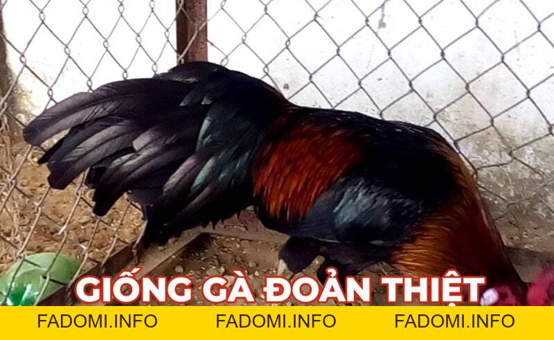 Tin tức đá gà hôm nay cập nhật kiến thức hay về bộ môn đá gà