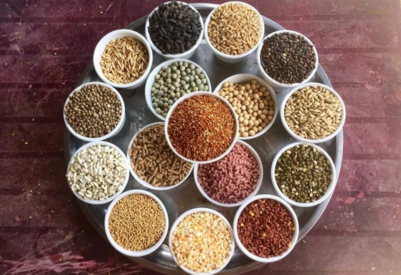 Gà chọi hỏng mỏ dưới và cách điều trị cho gà phục hồi nhanh