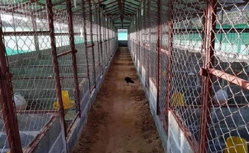 Gà chọi hỏng mỏ dưới và cách điều trị cho gà phục hồi nhanh