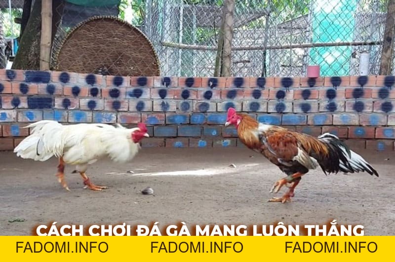 Tin tức đá gà hôm nay cập nhật kiến thức hay về bộ môn đá gà