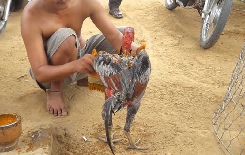 Cách làm da gà chọi dày mà sư kê nào cũng cần phải biết