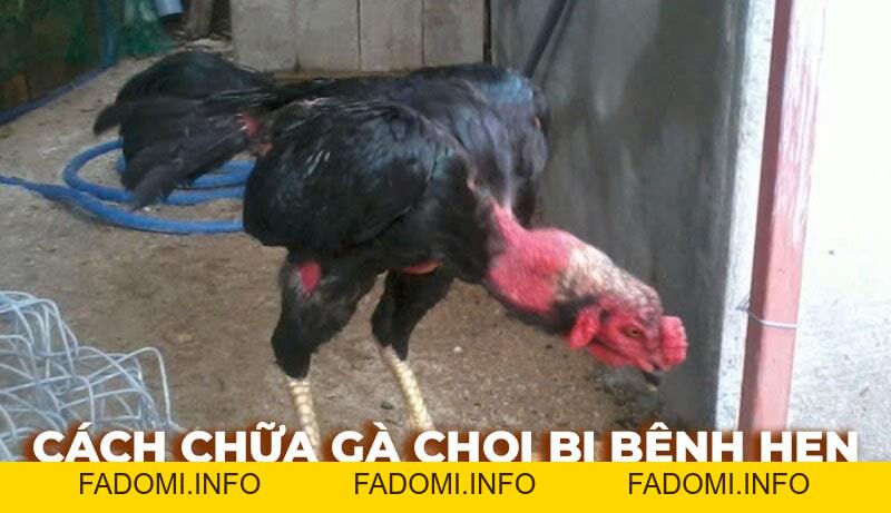 Tin tức đá gà hôm nay cập nhật kiến thức hay về bộ môn đá gà