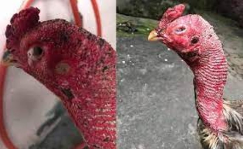 Hướng dẫn cách chữa bệnh hen ở gà chọi đơn giản tại nhà