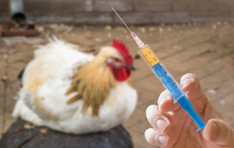 Hướng dẫn cách chữa bệnh hen ở gà chọi đơn giản tại nhà