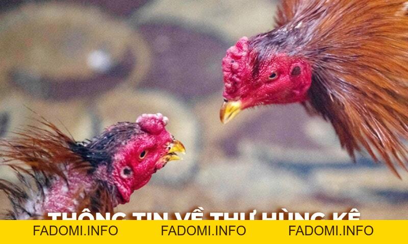 Tin tức đá gà hôm nay cập nhật kiến thức hay về bộ môn đá gà