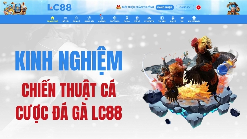 Đá Gà LC88: Sảnh Đá Gà & Hướng Dẫn Theo Dõi